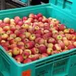 WS1 - event 1 factory 1 red apples